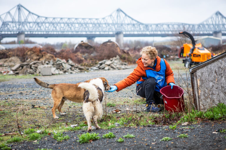 Save the Dogs and Other Animals: For the Forgotten, the Vulnerable, and the Voiceless